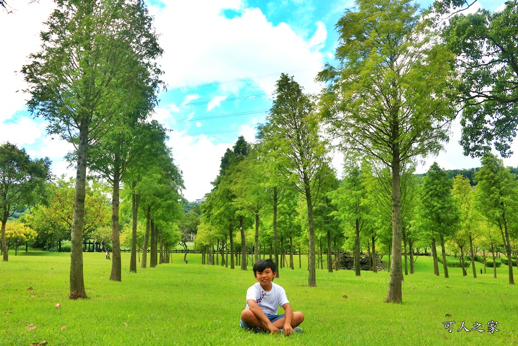 桃園大溪河濱公園,桃園落羽松