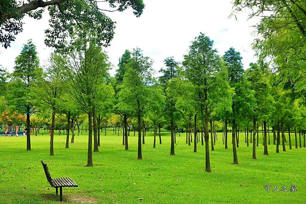 桃園大溪河濱公園,桃園落羽松