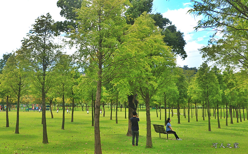 桃園大溪河濱公園,桃園落羽松