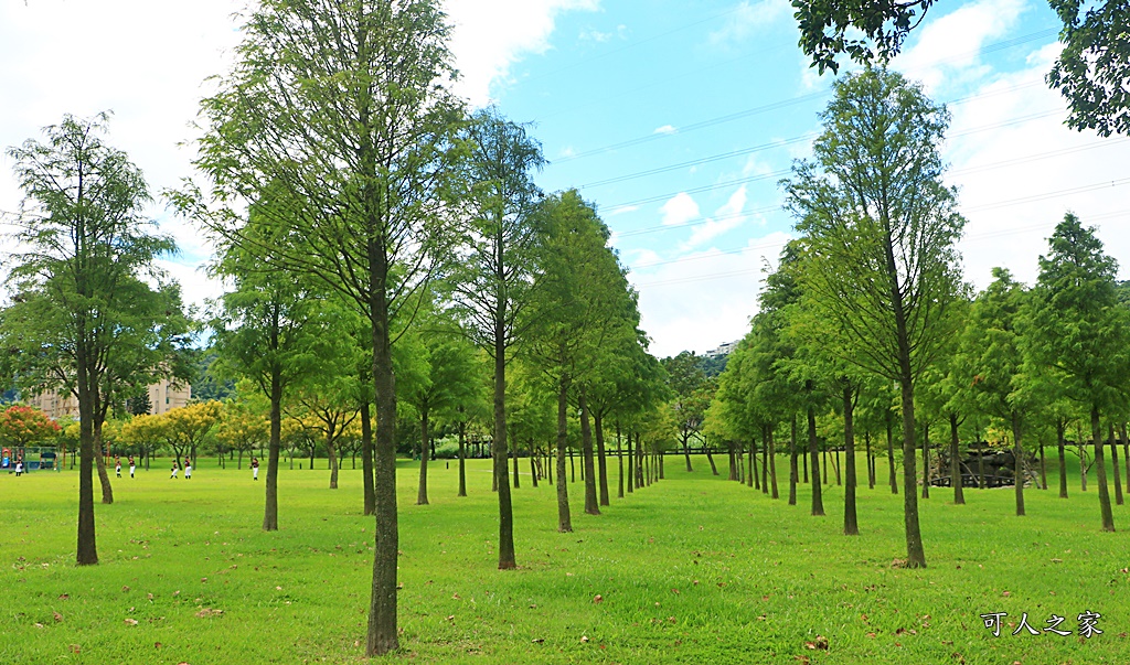 桃園大溪河濱公園,桃園落羽松