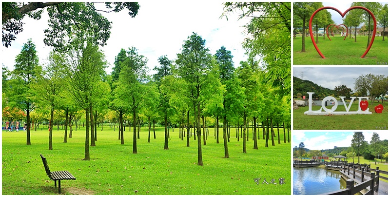 桃園大溪河濱公園,桃園落羽松 @可人之家