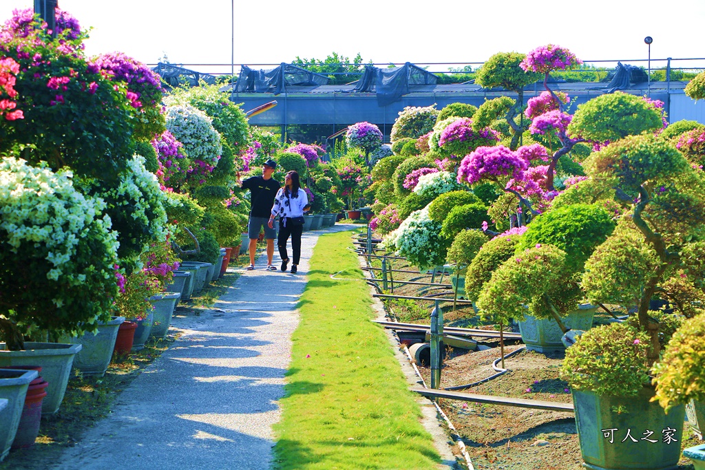 九重葛花牆,彰化景點