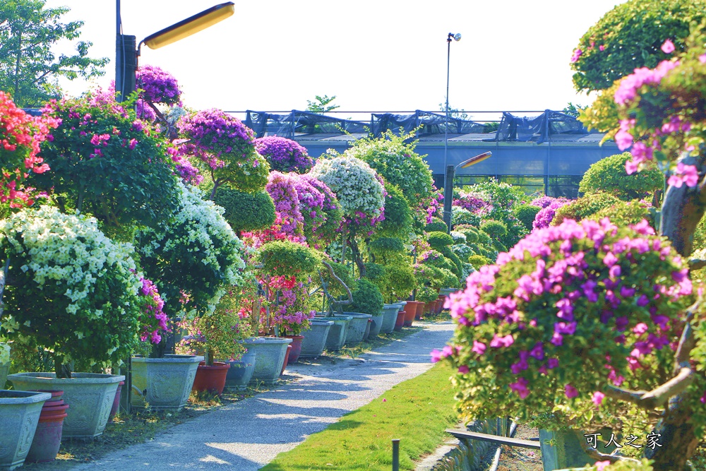 九重葛花牆,彰化景點