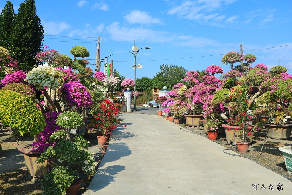 九重葛花牆,彰化景點