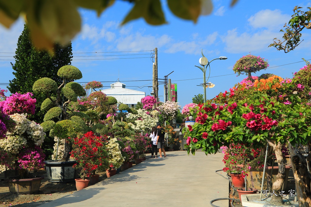 九重葛花牆,彰化景點