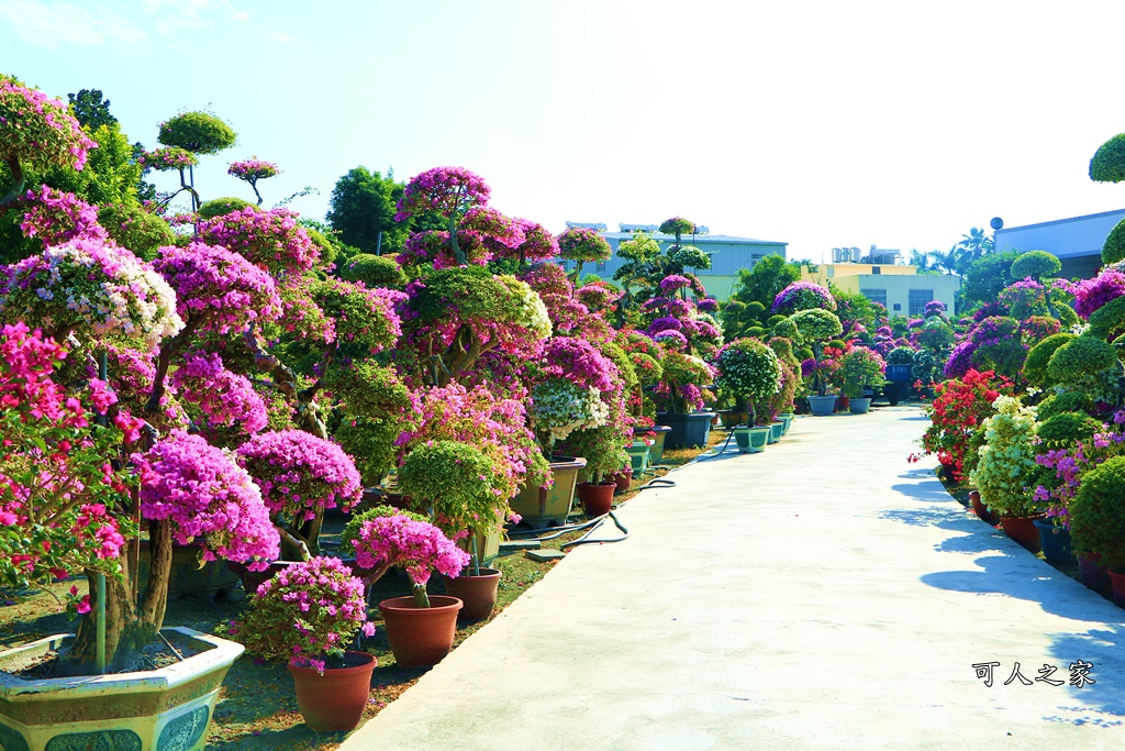 九重葛花牆,彰化景點