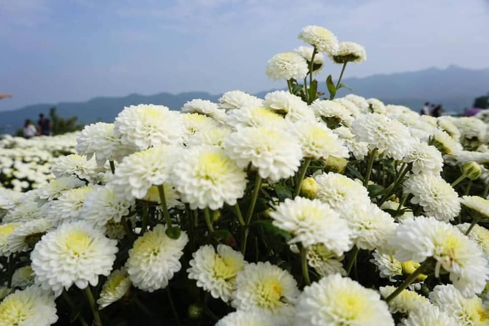 2019苗栗銅鑼杭菊一日遊,九湖村杭菊