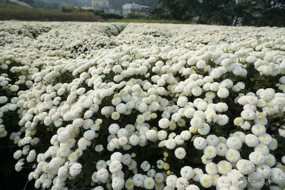 2019苗栗銅鑼杭菊一日遊,九湖村杭菊