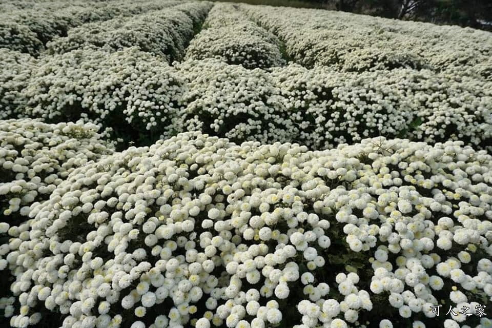 2019苗栗銅鑼杭菊一日遊,九湖村杭菊