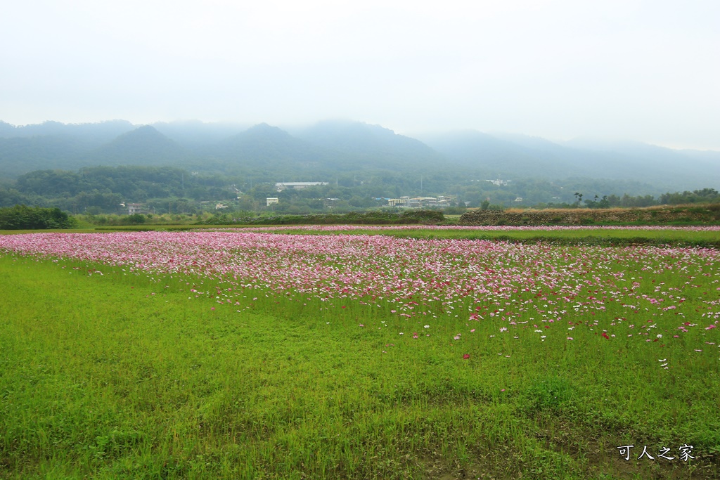 2019苗栗銅鑼杭菊一日遊,九湖村杭菊