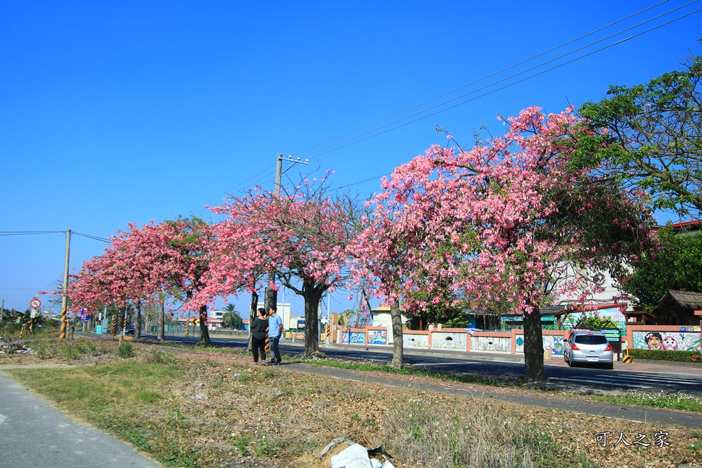 2018蕎麥花,2019蕎麥花,一日遊,打卡新景點,花海,蕎麥花海,香田國小