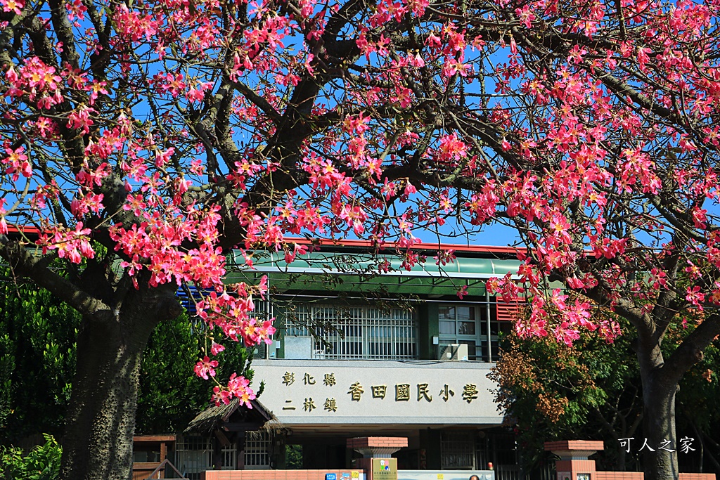 2018蕎麥花,2019蕎麥花,一日遊,打卡新景點,花海,蕎麥花海,香田國小