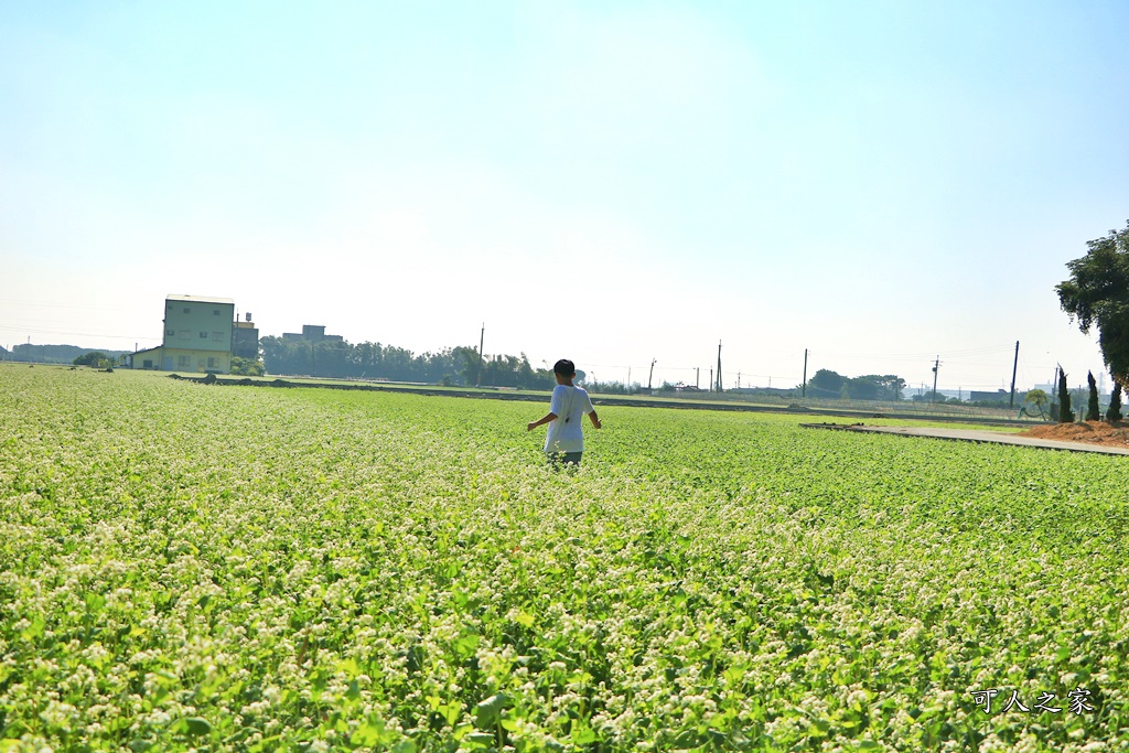 2018蕎麥花,2019蕎麥花,一日遊,打卡新景點,花海,蕎麥花海,香田國小