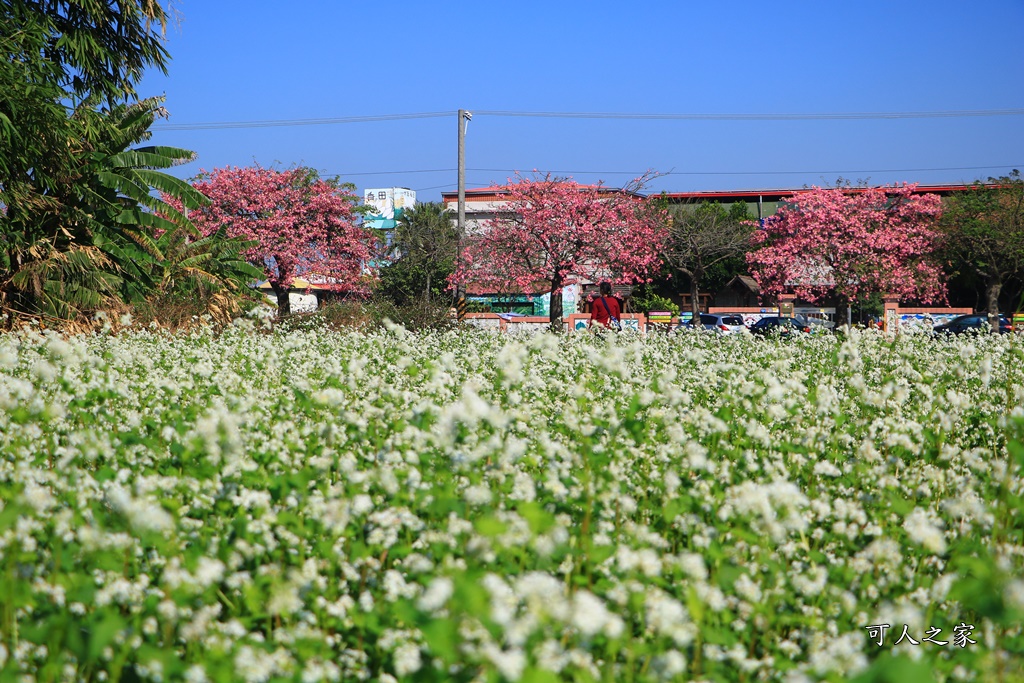 2018蕎麥花,2019蕎麥花,一日遊,打卡新景點,花海,蕎麥花海,香田國小