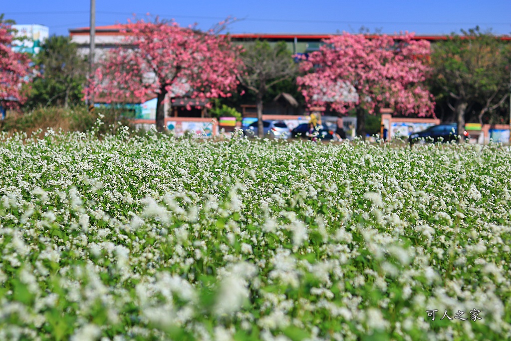 2018蕎麥花,2019蕎麥花,一日遊,打卡新景點,花海,蕎麥花海,香田國小