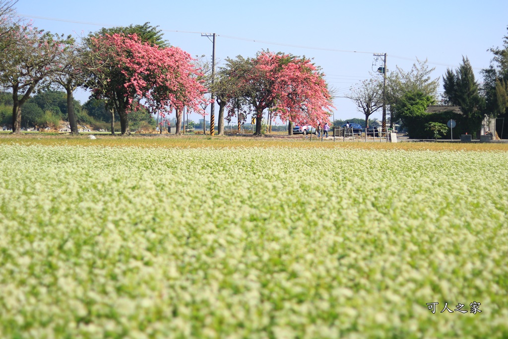 2018蕎麥花,2019蕎麥花,一日遊,打卡新景點,花海,蕎麥花海,香田國小