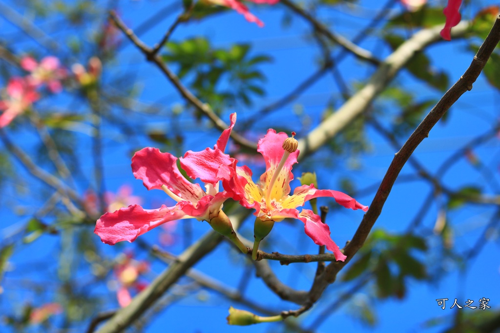 2018蕎麥花,2019蕎麥花,一日遊,打卡新景點,花海,蕎麥花海,香田國小