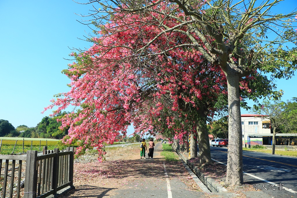 2018蕎麥花,2019蕎麥花,一日遊,打卡新景點,花海,蕎麥花海,香田國小