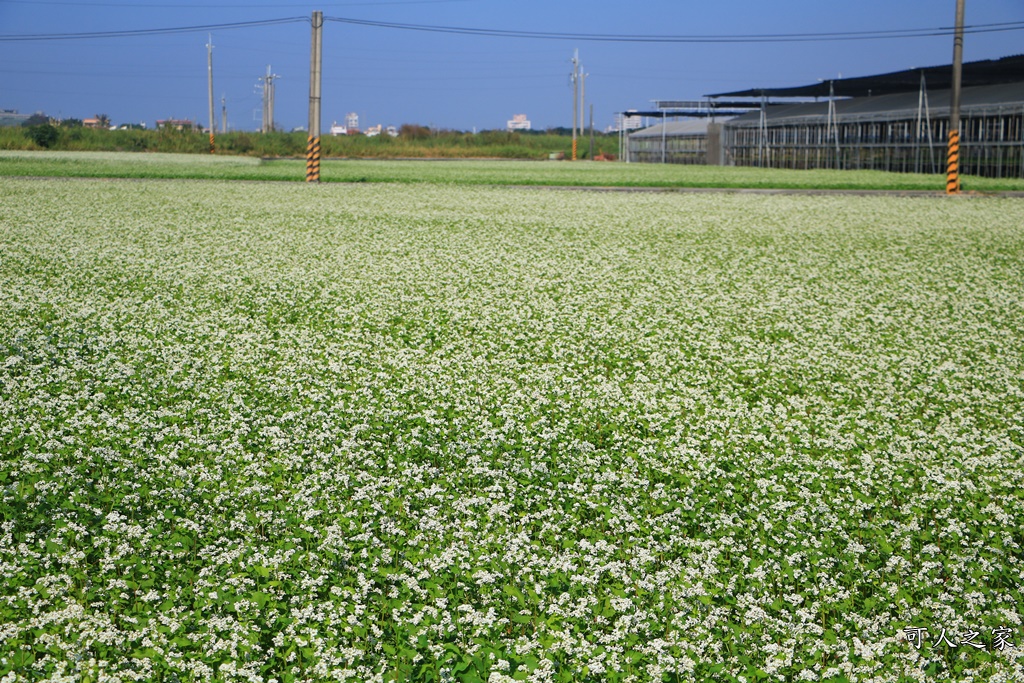 2018蕎麥花,2019蕎麥花,一日遊,打卡新景點,花海,蕎麥花海,香田國小