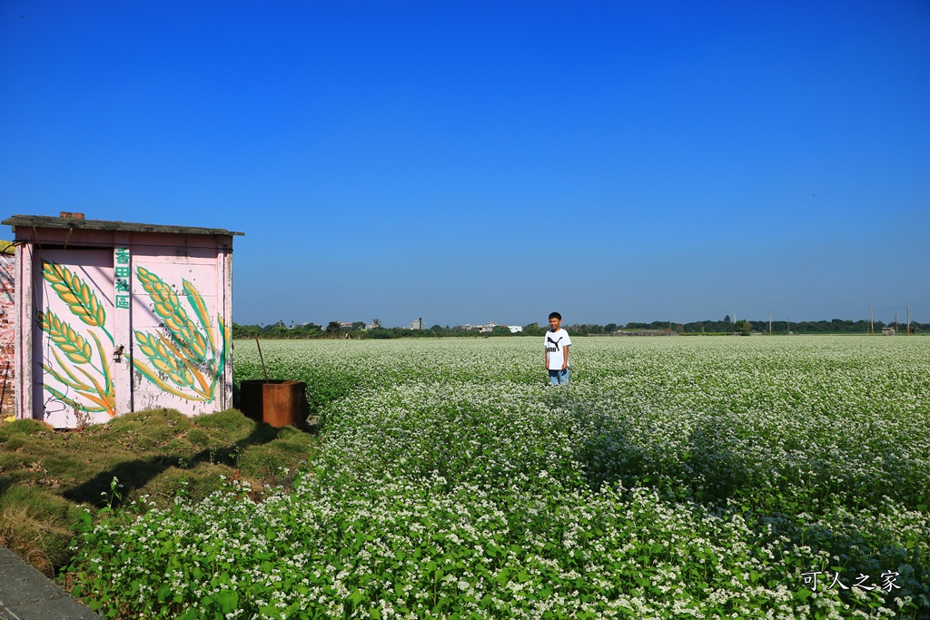 2018蕎麥花,2019蕎麥花,一日遊,打卡新景點,花海,蕎麥花海,香田國小