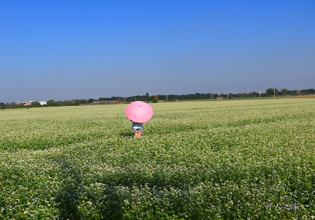 2018蕎麥花,2019蕎麥花,一日遊,打卡新景點,花海,蕎麥花海,香田國小