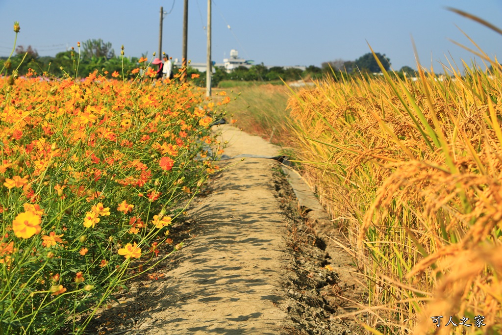 2019嘉義花海節,嘉義玉山路花海,季節限定