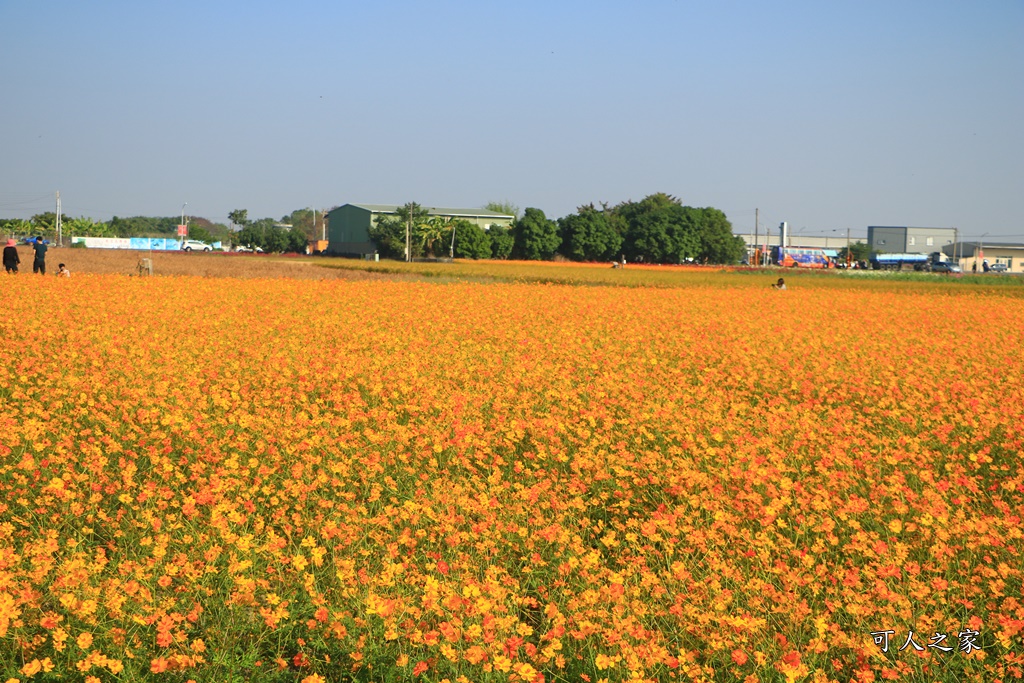 2019嘉義花海節,嘉義玉山路花海,季節限定