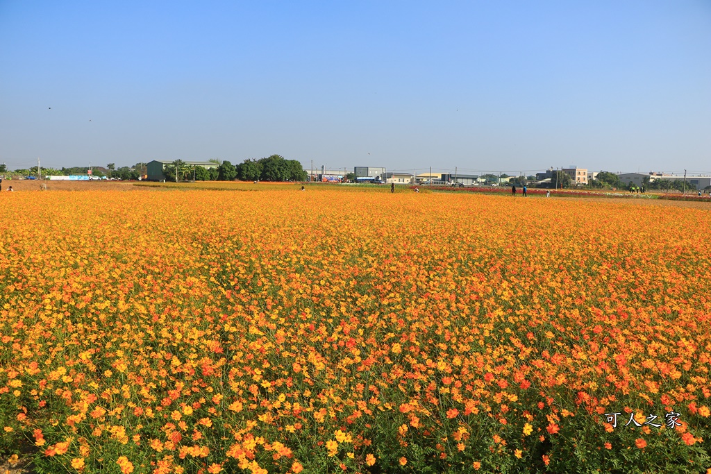 2019嘉義花海節,嘉義玉山路花海,季節限定