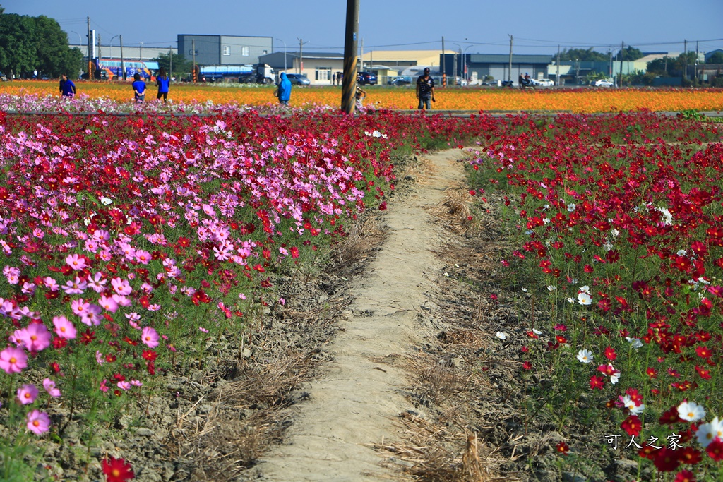 2019嘉義花海節,嘉義玉山路花海,季節限定