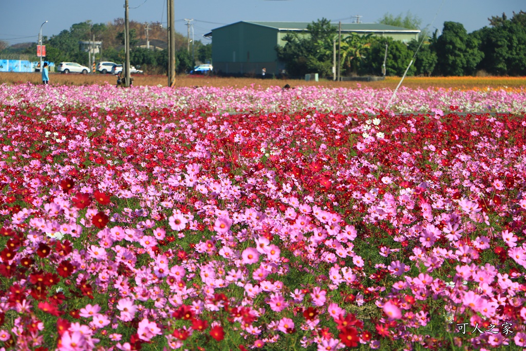 2019嘉義花海節,嘉義玉山路花海,季節限定