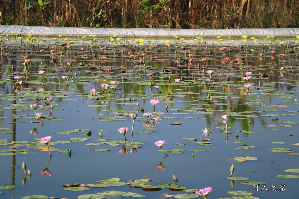 2019嘉義花海節,嘉義玉山路花海,季節限定