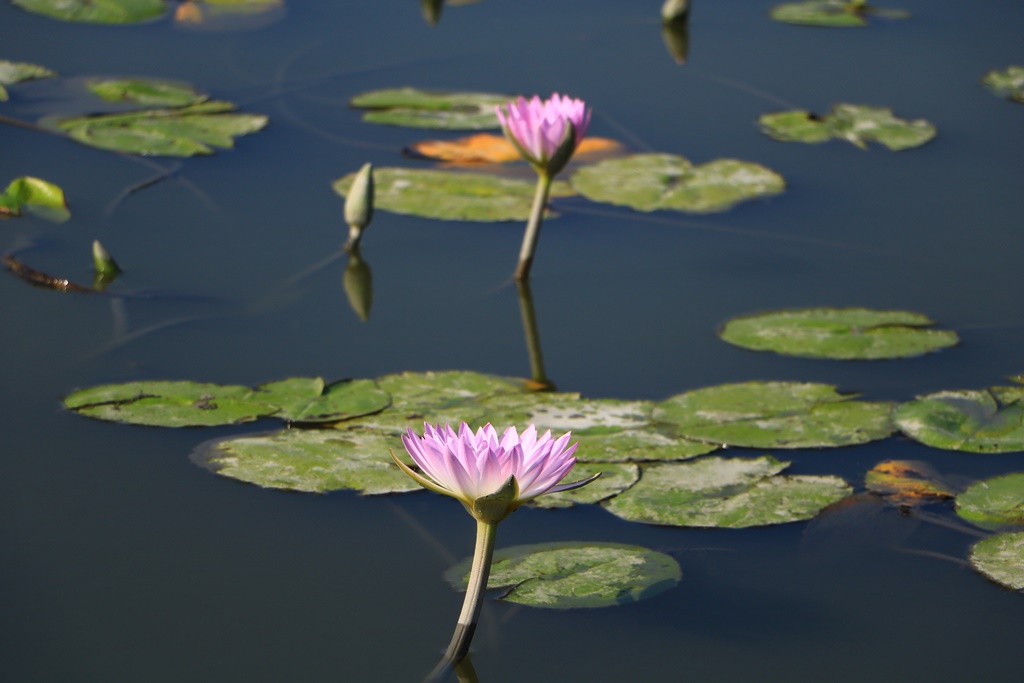 2019嘉義花海節,嘉義玉山路花海,季節限定