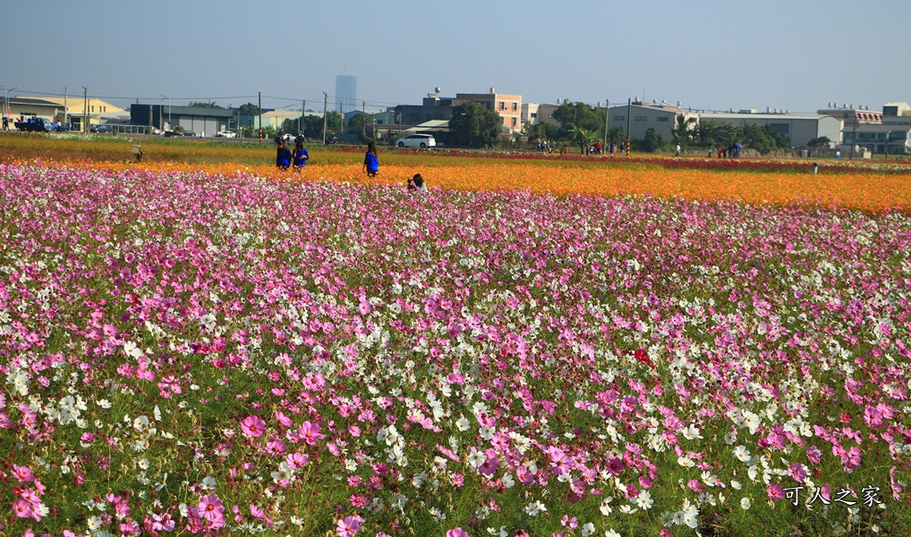 2019嘉義花海節,嘉義玉山路花海,季節限定