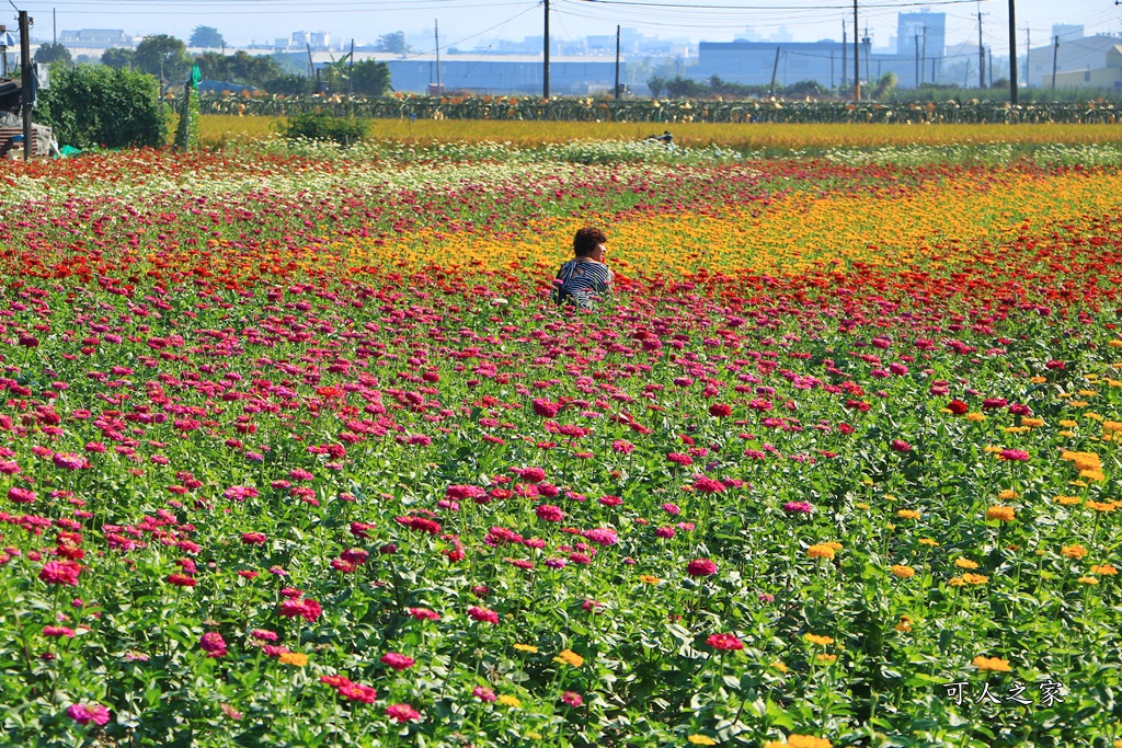 2019嘉義花海節,嘉義玉山路花海,季節限定