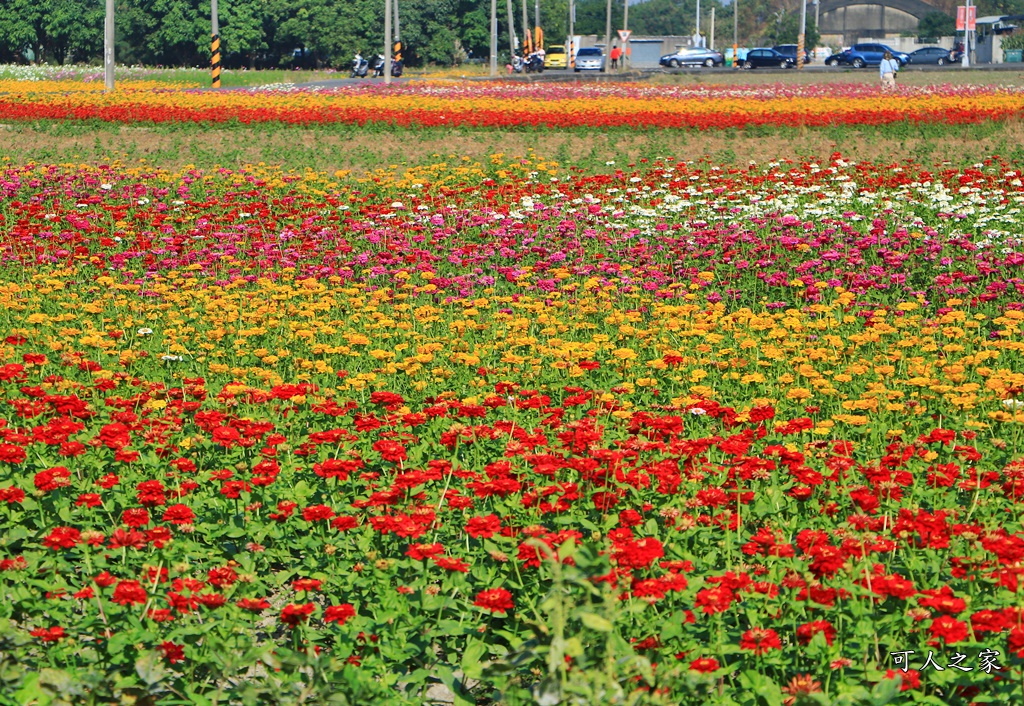 2019嘉義花海節,嘉義玉山路花海,季節限定