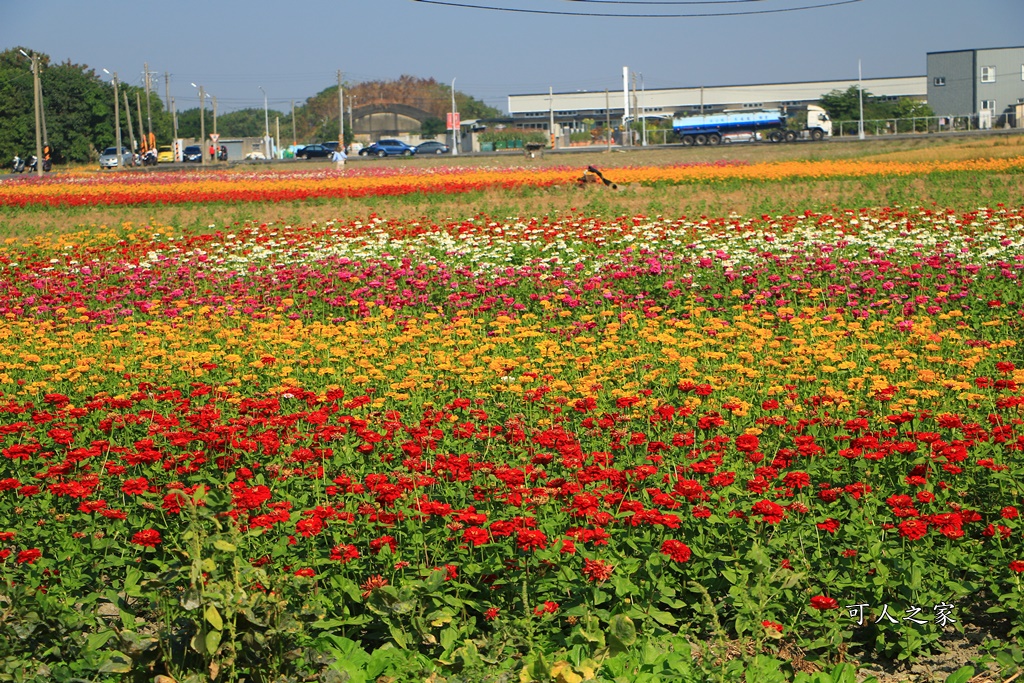 2019嘉義花海節,嘉義玉山路花海,季節限定