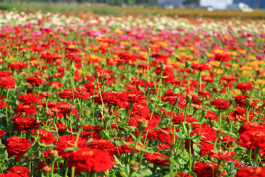 2019嘉義花海節,嘉義玉山路花海,季節限定