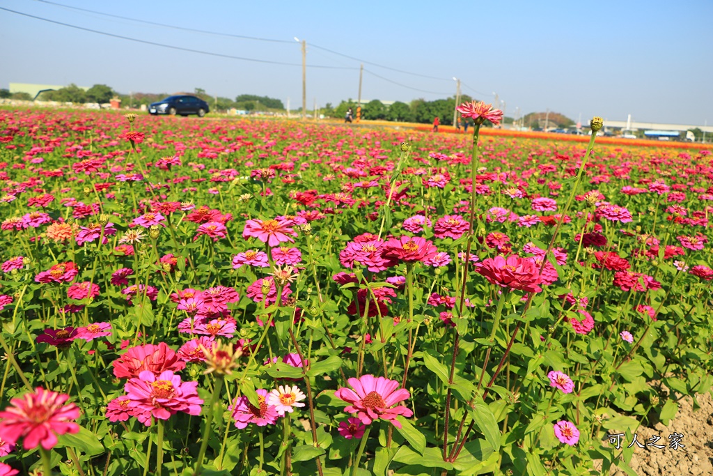 2019嘉義花海節,嘉義玉山路花海,季節限定