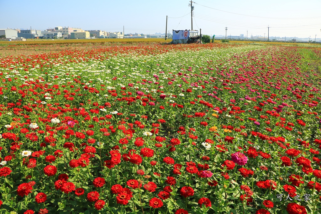 2019嘉義花海節,嘉義玉山路花海,季節限定