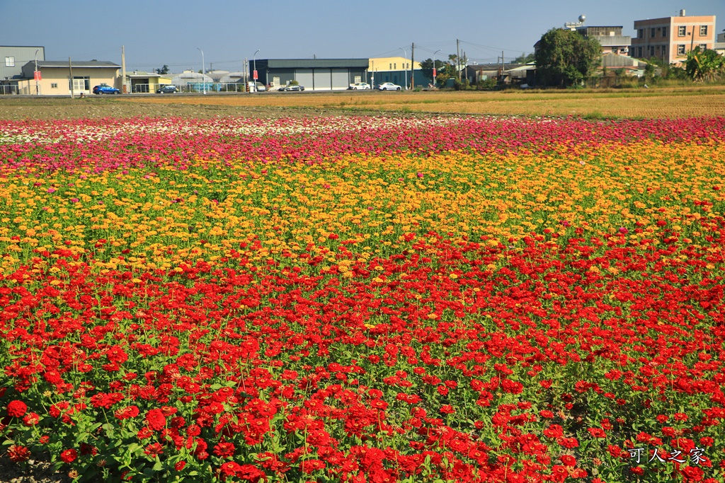 2019嘉義花海節,嘉義玉山路花海,季節限定