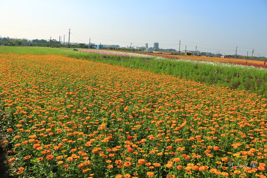 2019嘉義花海節,嘉義玉山路花海,季節限定