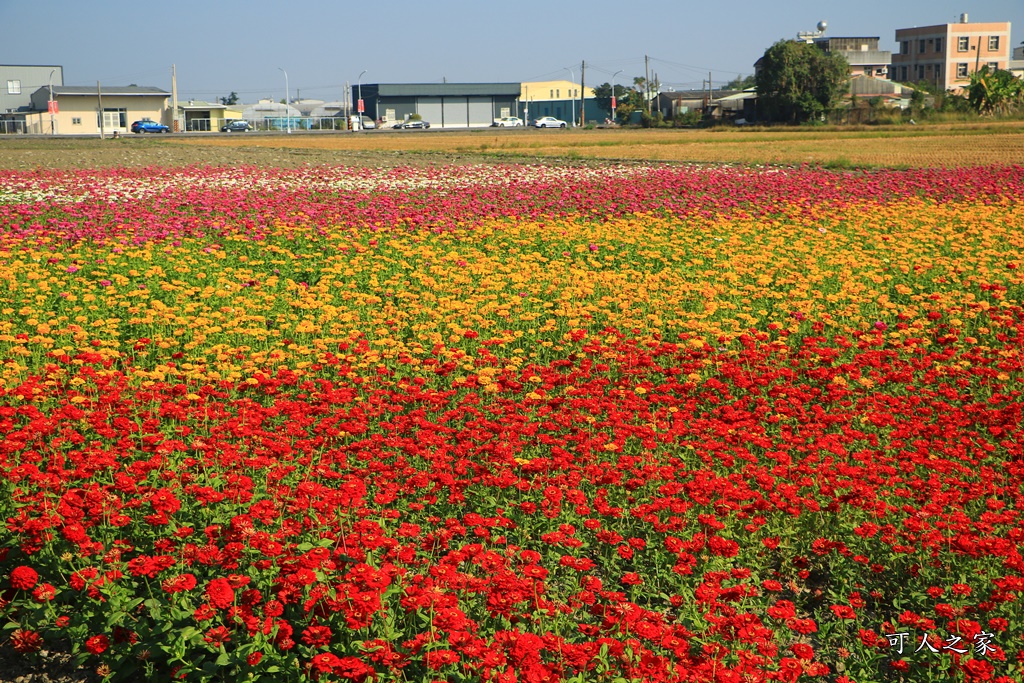 2019嘉義花海節,嘉義玉山路花海,季節限定