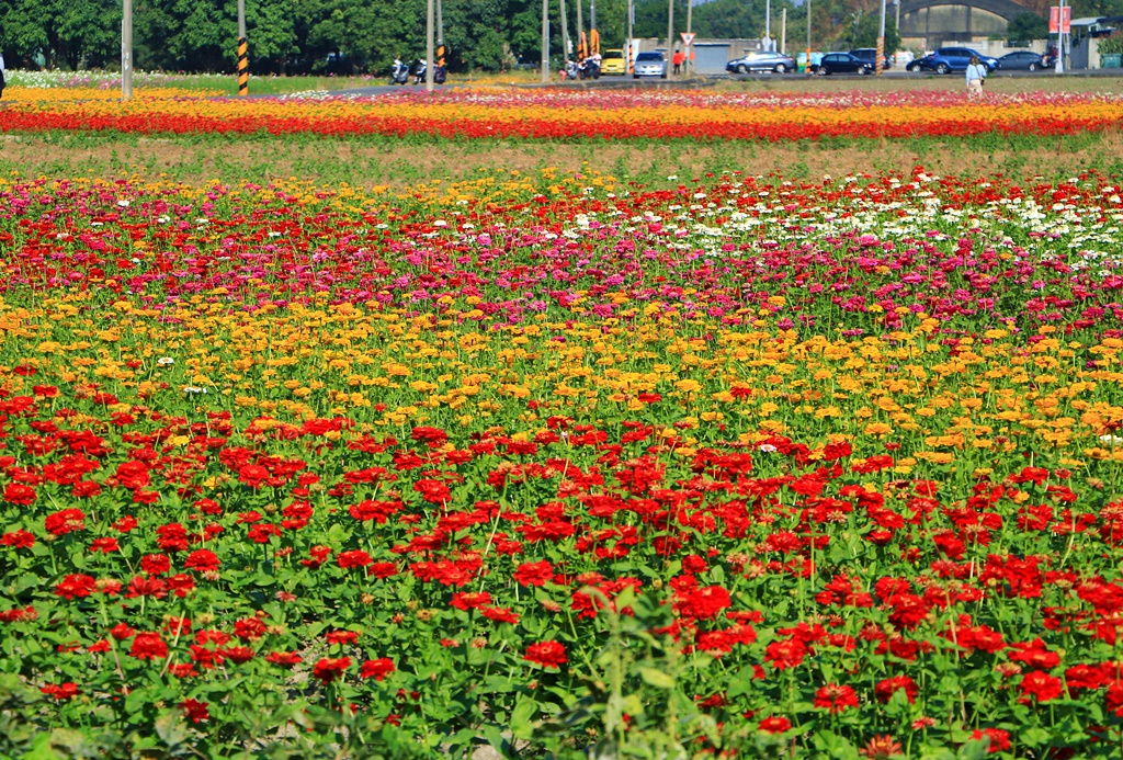 2019嘉義花海節,嘉義玉山路花海,季節限定