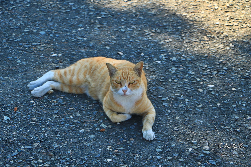 台南貓村