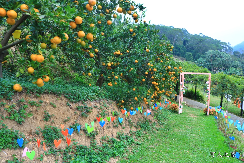 橘子隧道,澄香森林景觀餐廳,苗栗下午茶,苗栗優質餐廳,苗栗頭屋