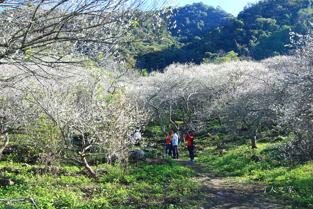 2020賞梅,彭家梅園