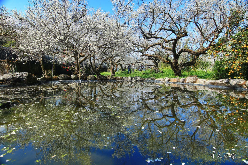 2020石家梅園,烏松崙石家梅園