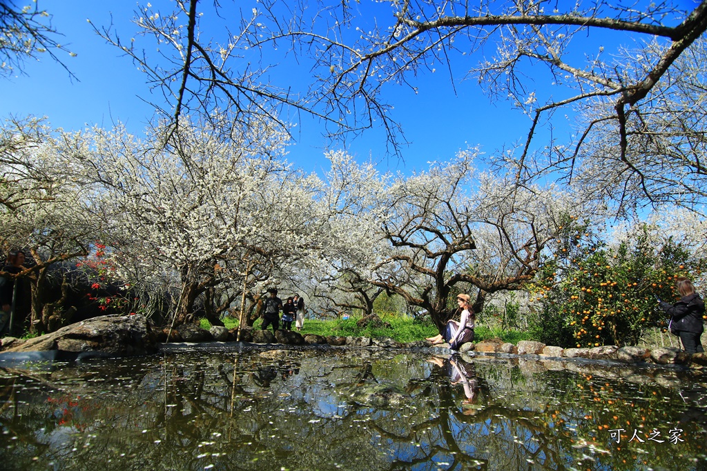 2020石家梅園,烏松崙石家梅園