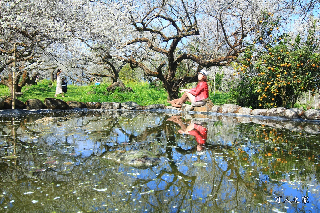 2020石家梅園,烏松崙石家梅園