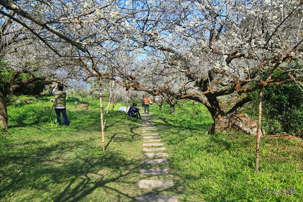 2020石家梅園,烏松崙石家梅園